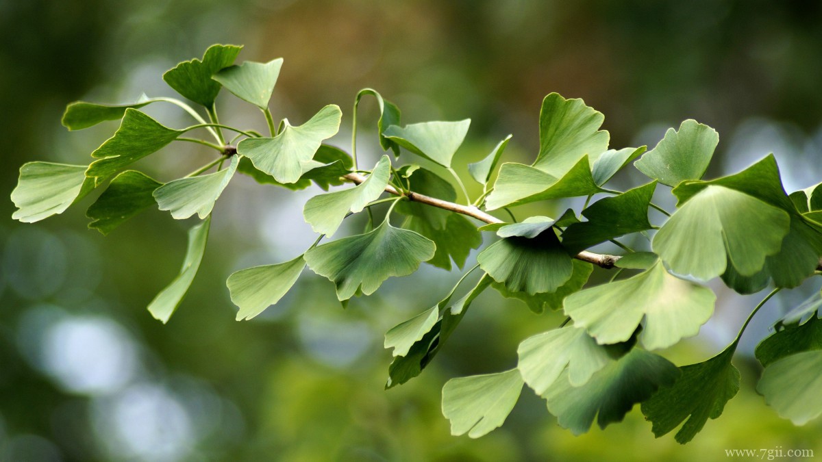 高清银杏树叶图片