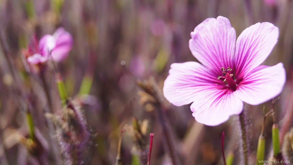 红花酢浆草图片大全