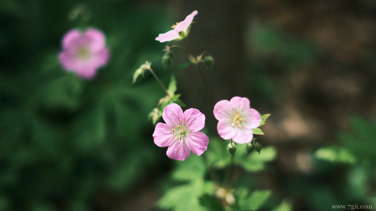 红花酢浆草图片大全