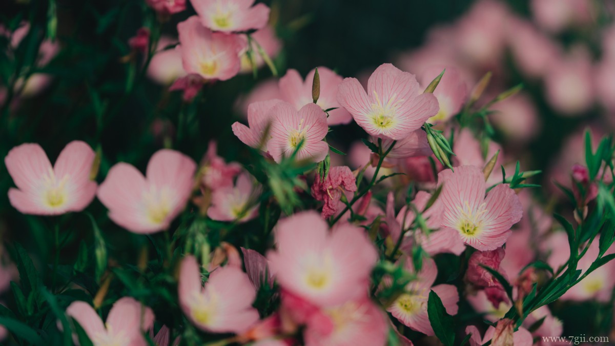 红花酢浆草图片大全