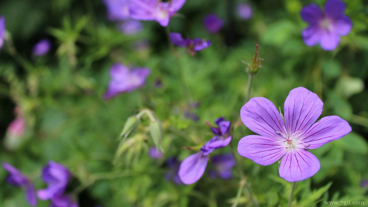红花酢浆草图片大全