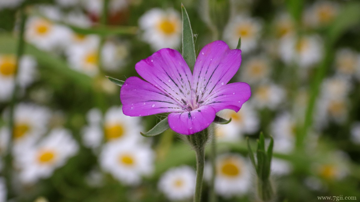 红花酢浆草图片大全