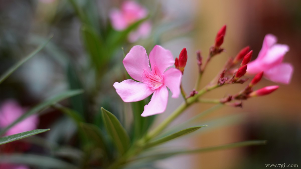 红花酢浆草图片大全