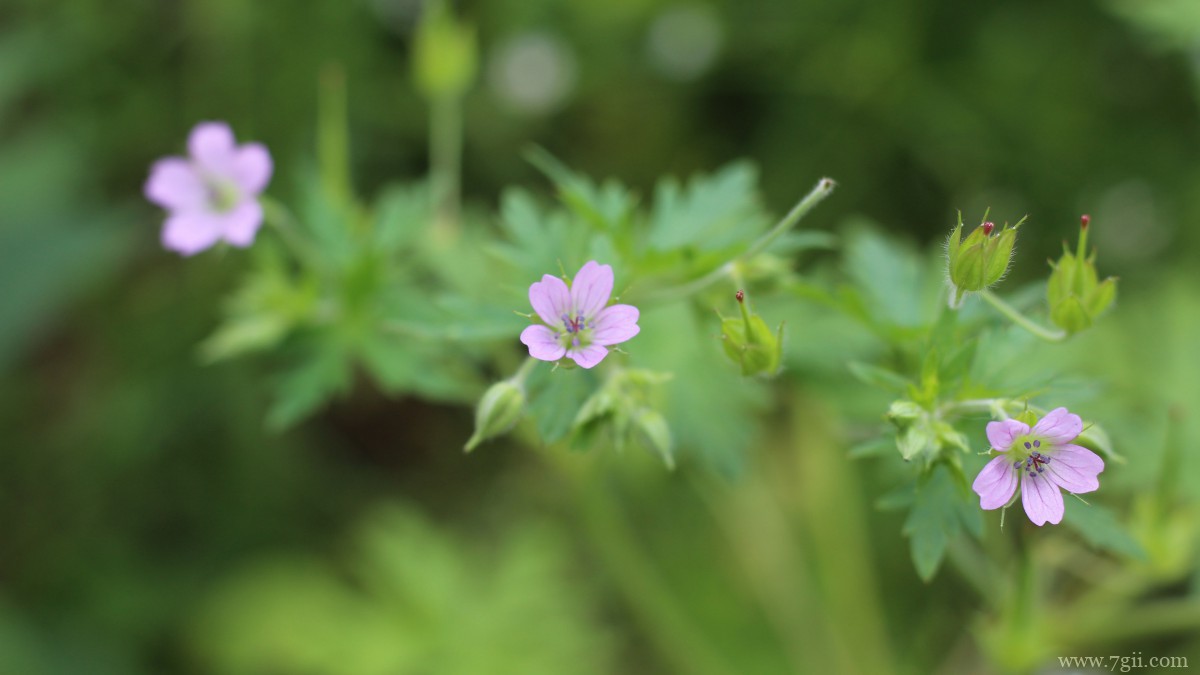 红花酢浆草图片大全