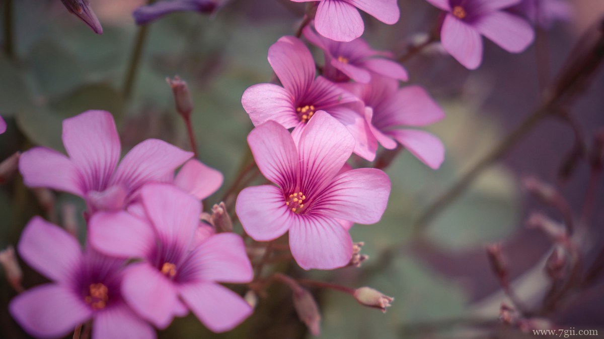 红花酢浆草图片大全