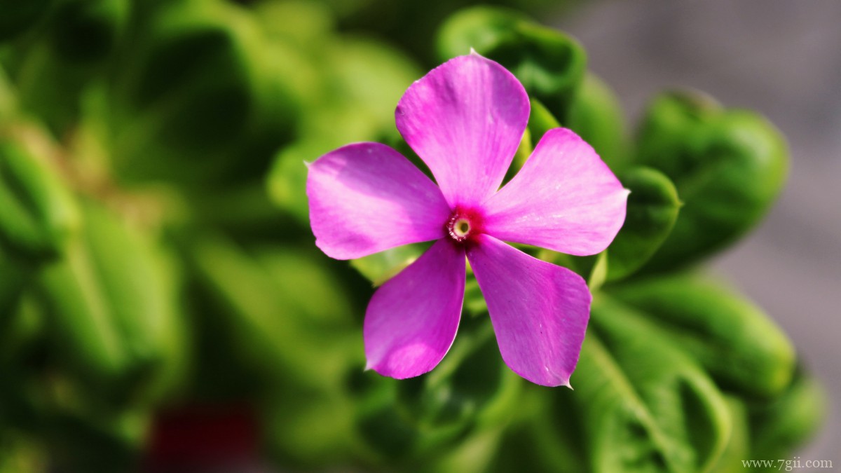 红花酢浆草图片大全