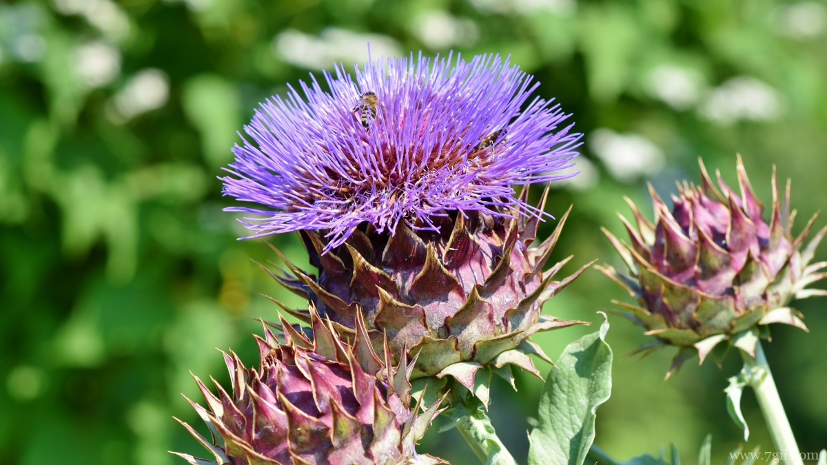 朝鲜蓟图片花