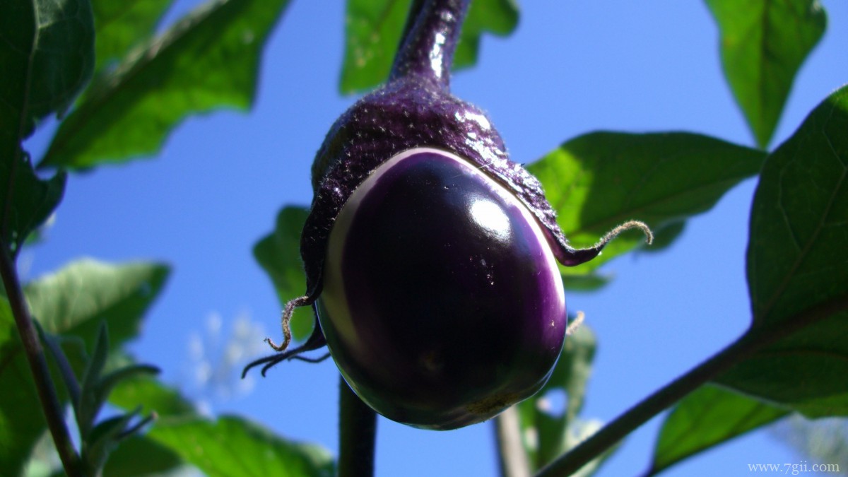 高清茄子图片