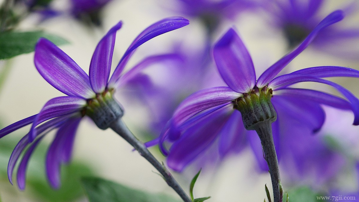 瓜叶菊图片大全