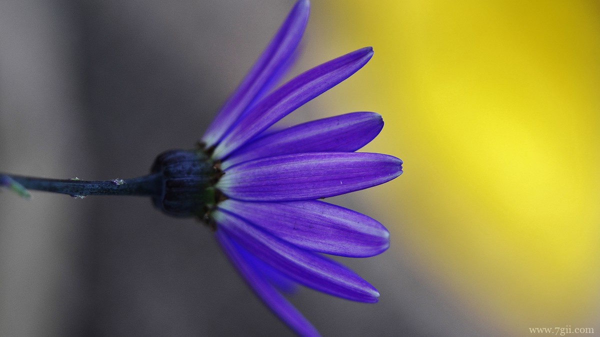 瓜叶菊图片大全