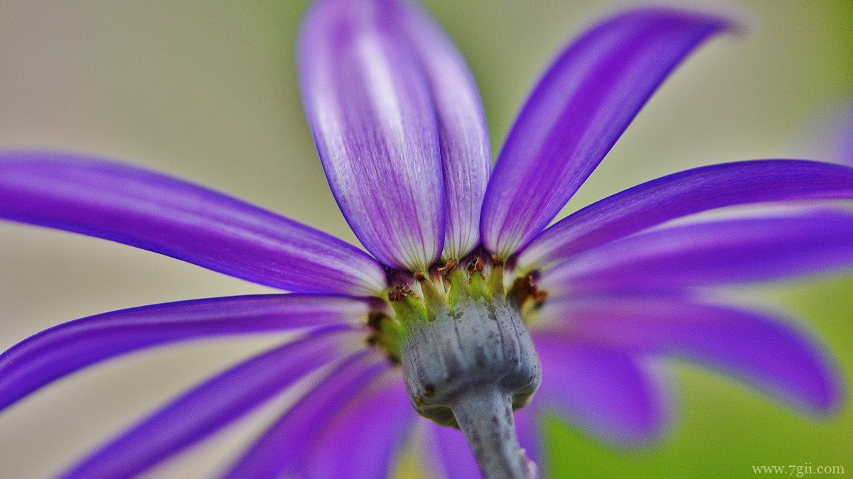瓜叶菊图片大全