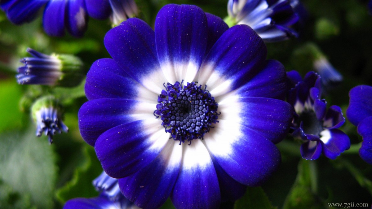 瓜叶菊图片大全