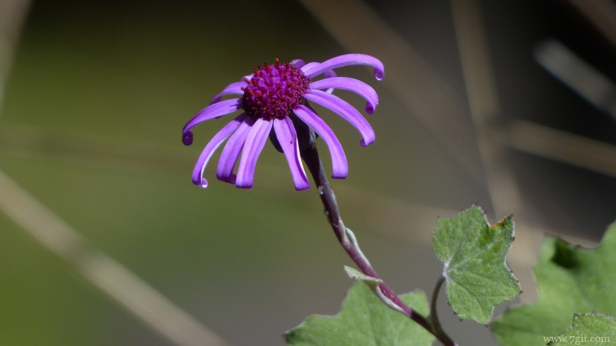 瓜叶菊图片大全