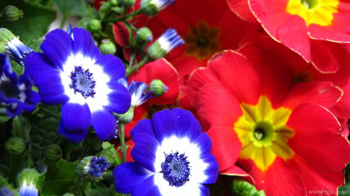 瓜叶菊图片大全