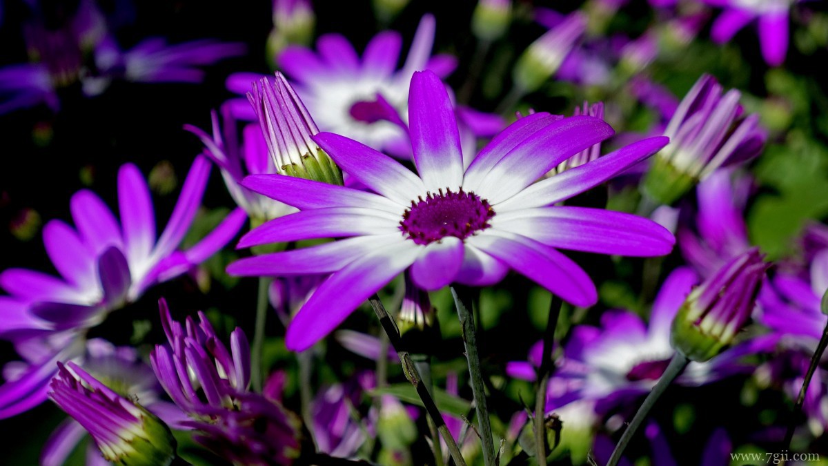 瓜叶菊图片大全