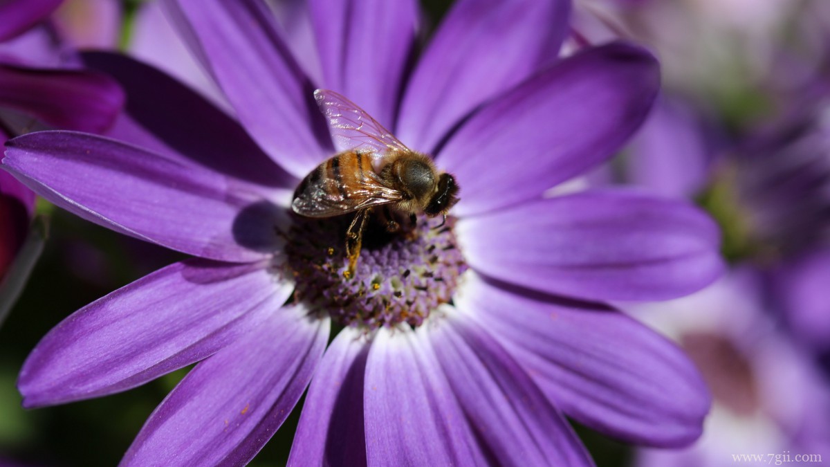 瓜叶菊图片大全