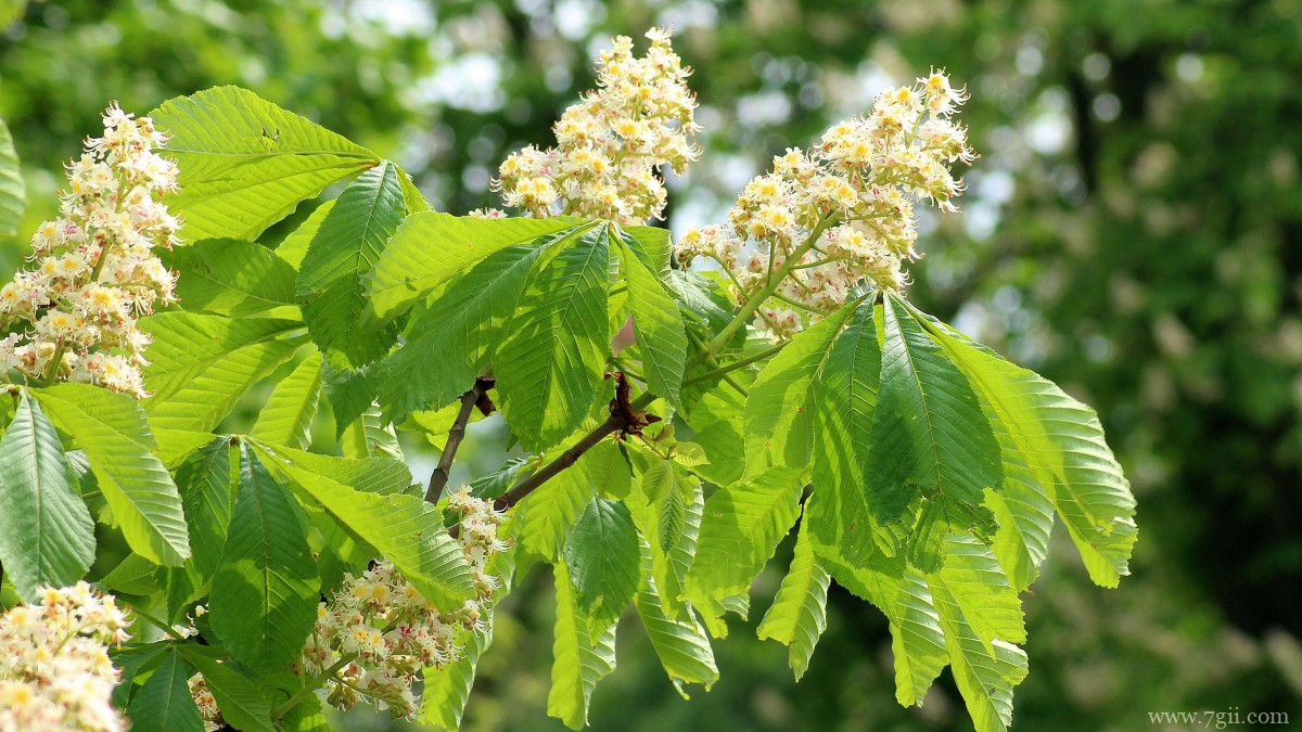 七叶树开花图片大全