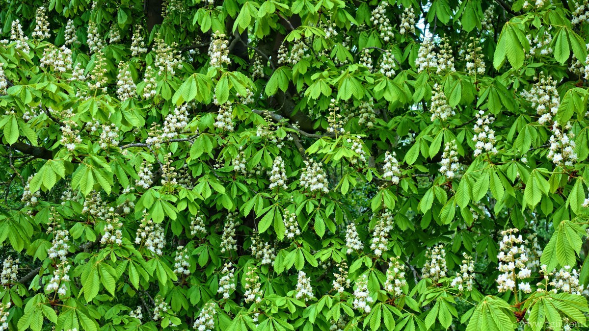 七叶树开花图片大全