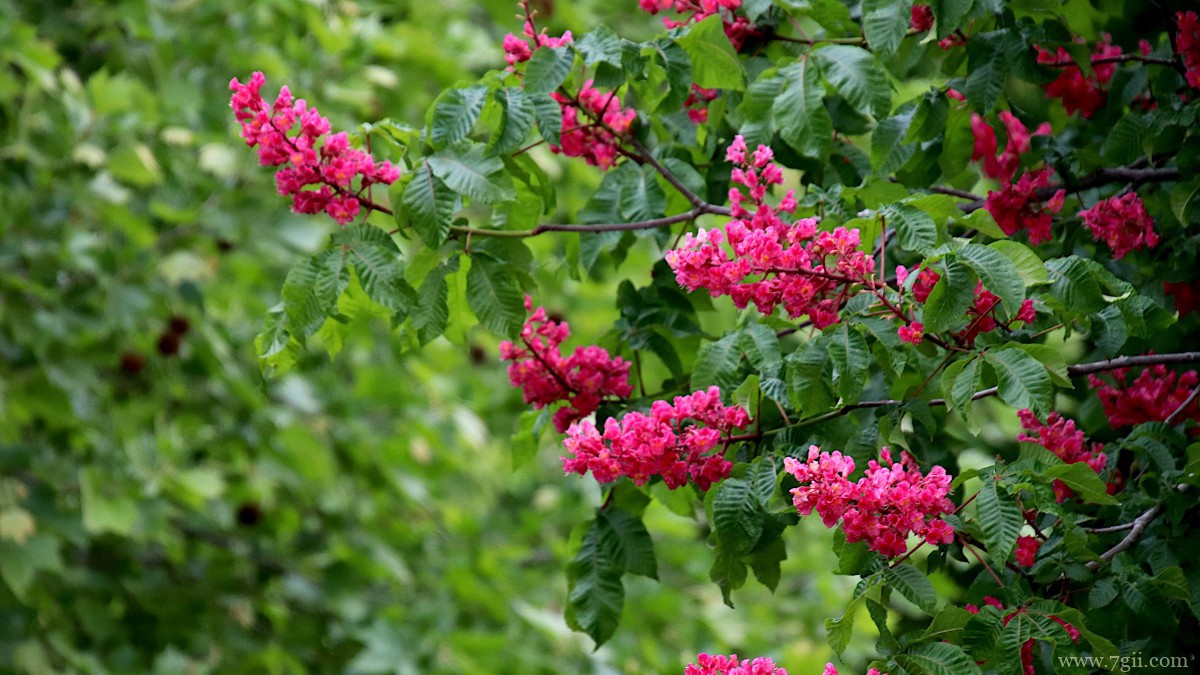 七叶树开花图片大全