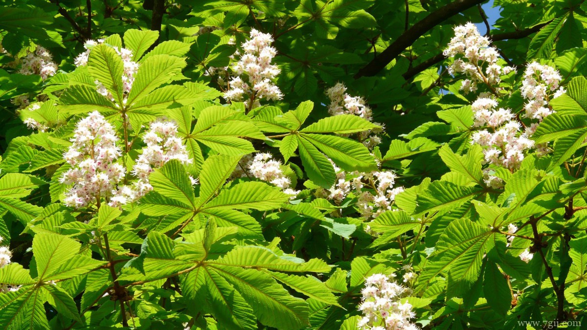 七叶树开花图片大全
