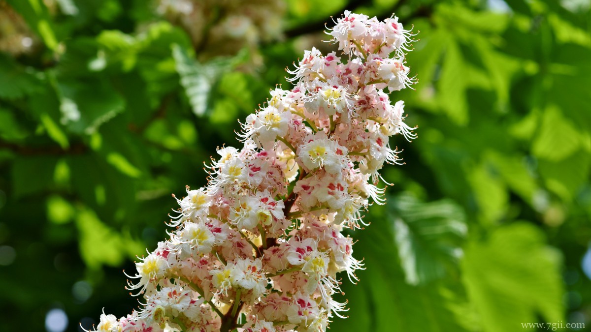 七叶树开花图片大全