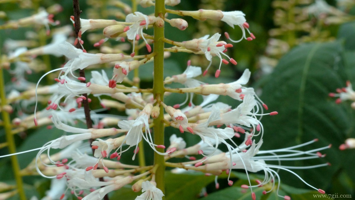 七叶树开花图片大全