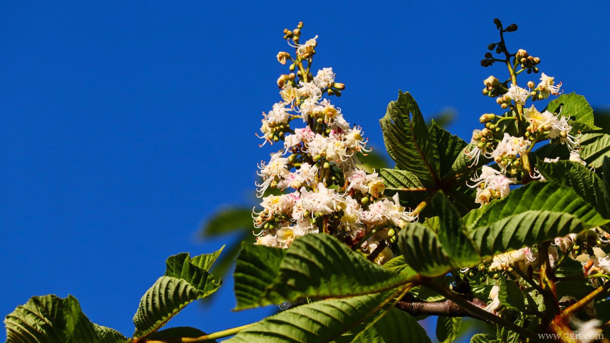 七叶树开花图片大全