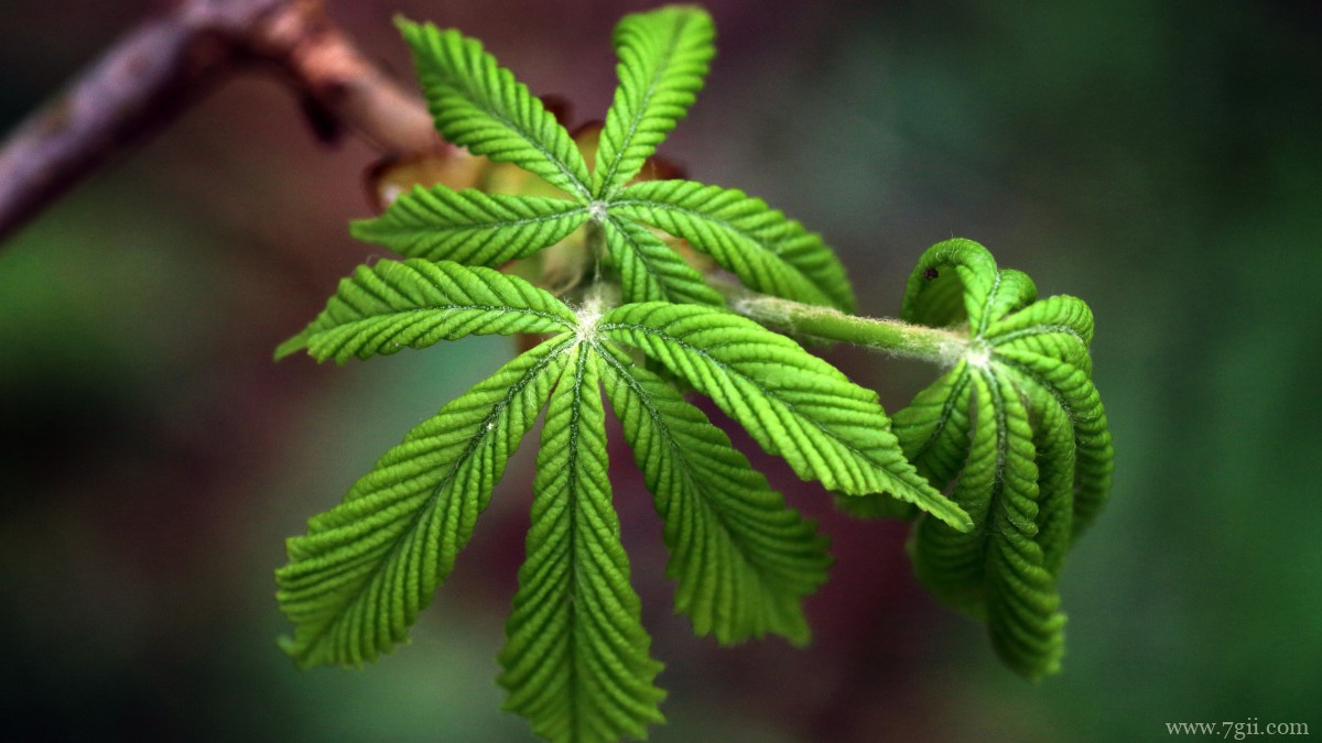 七叶树开花图片大全