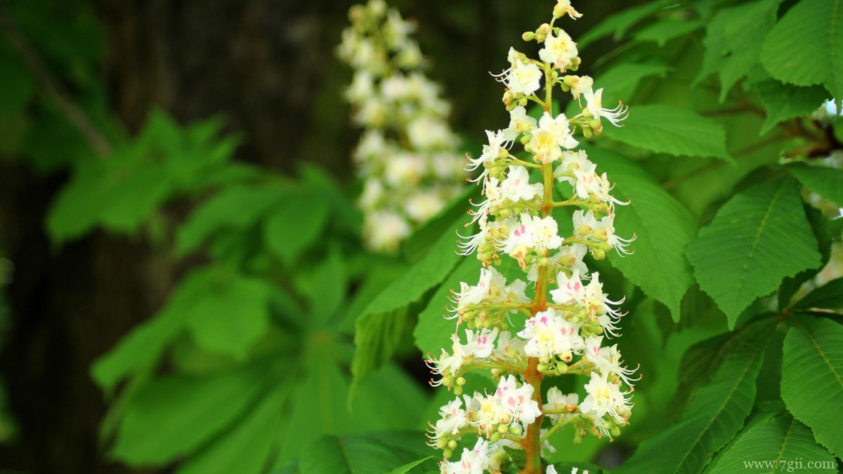 七叶树开花图片大全