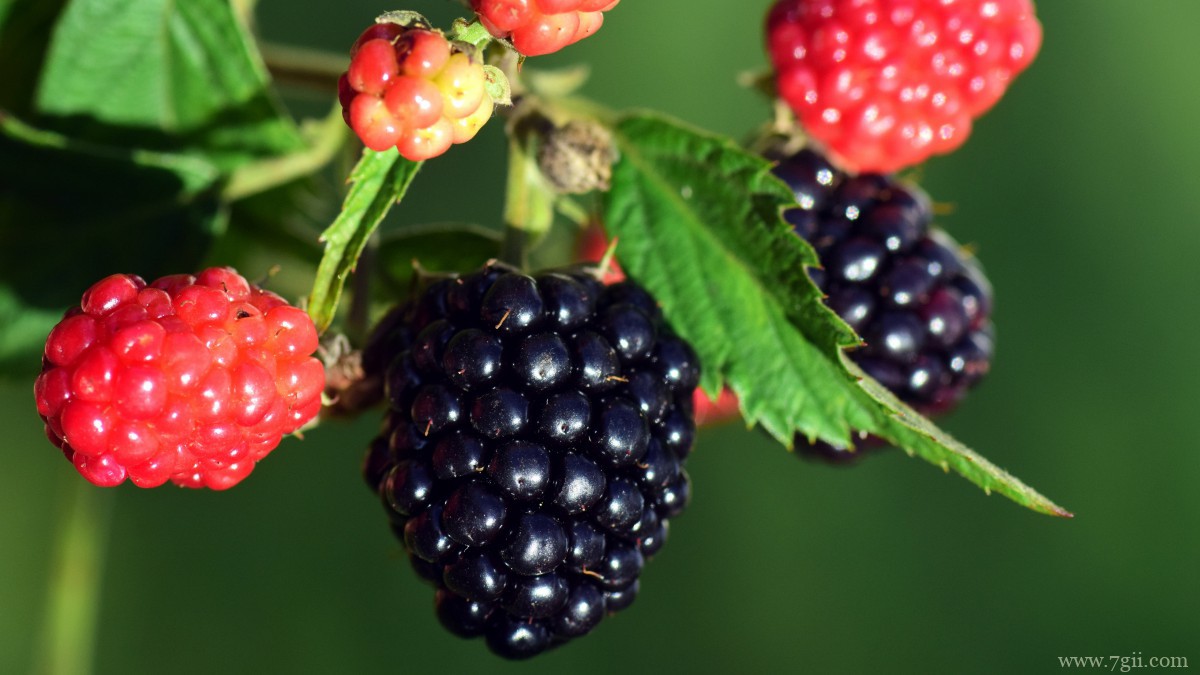 高清黑莓图片大全大图