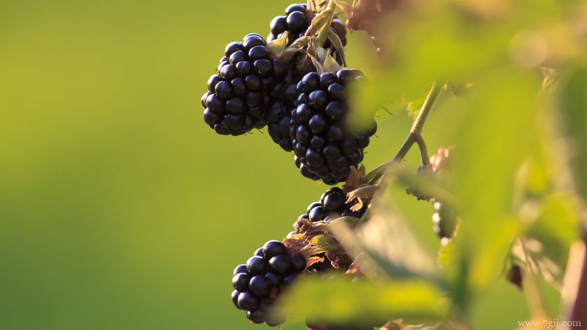 高清黑莓图片大全大图