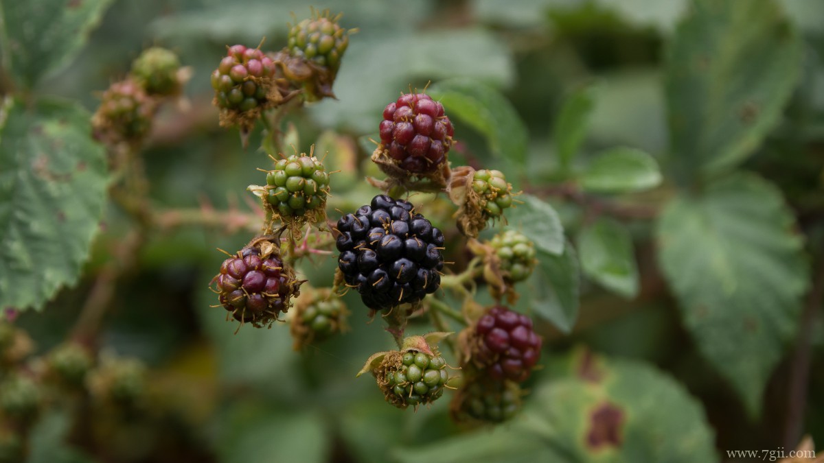 高清黑莓图片大全大图