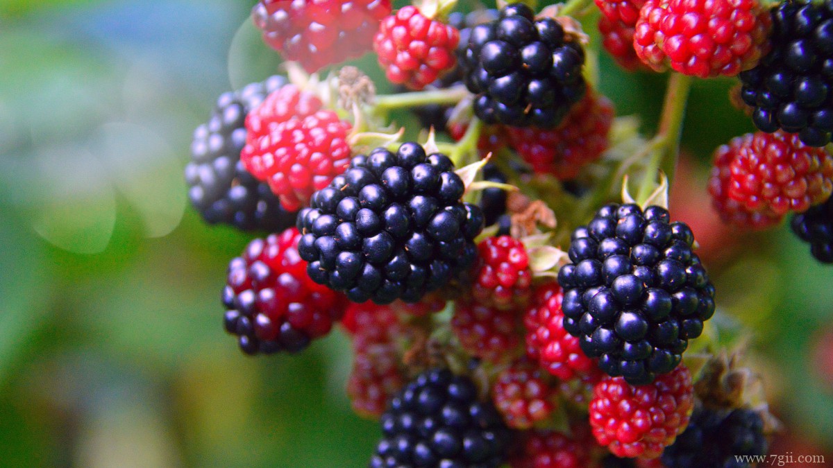 高清黑莓图片大全大图