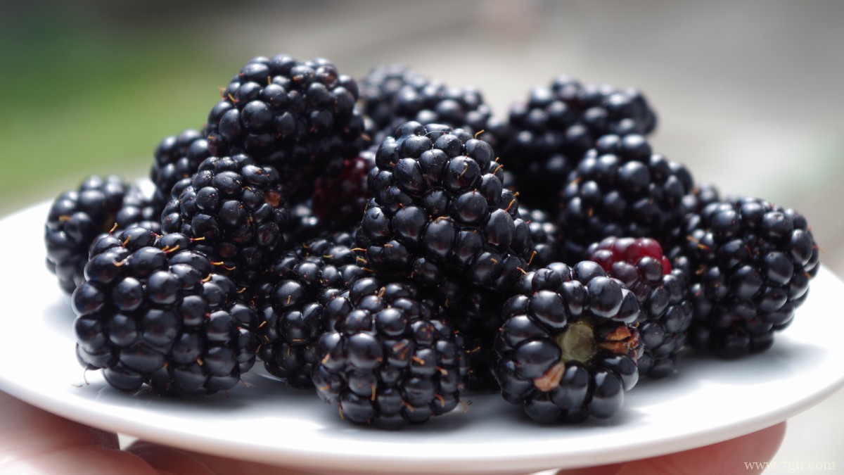 高清黑莓图片大全大图