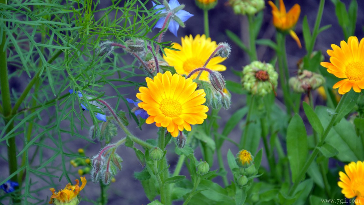 高清橙色金盏花图片