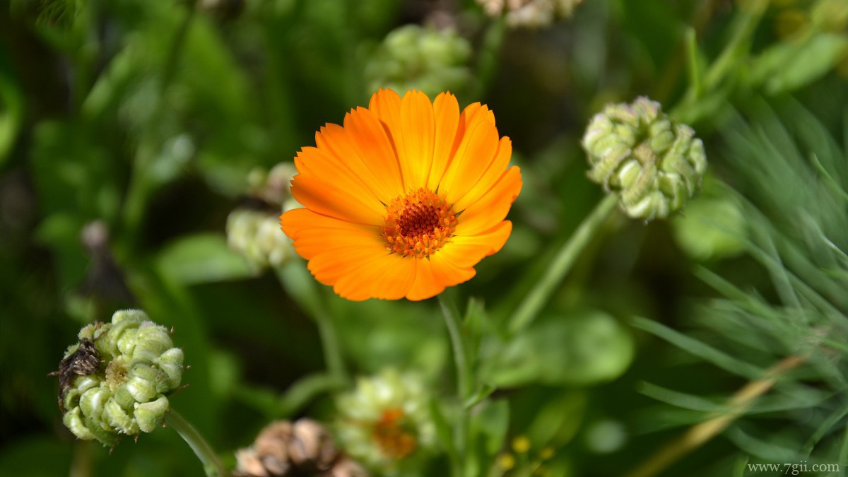 高清橙色金盏花图片