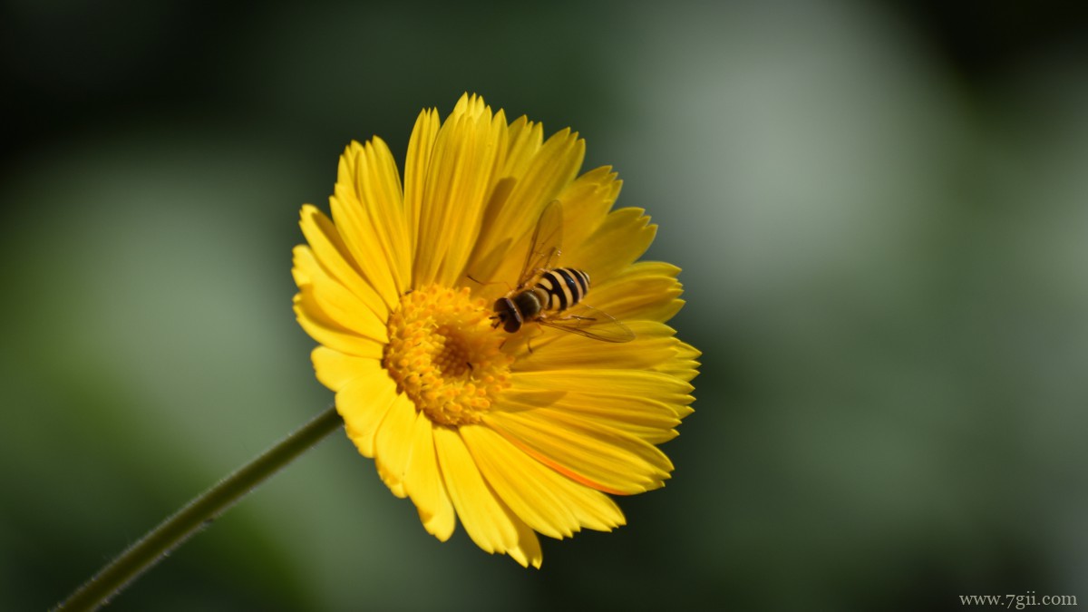 高清橙色金盏花图片
