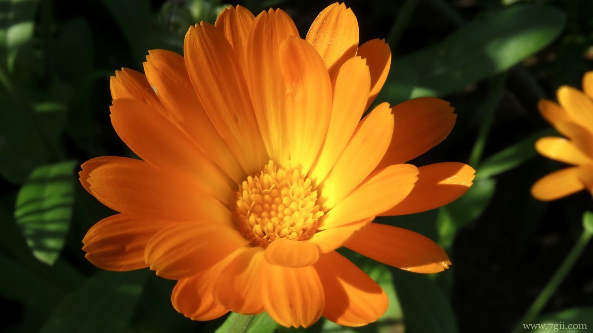 高清橙色金盏花图片