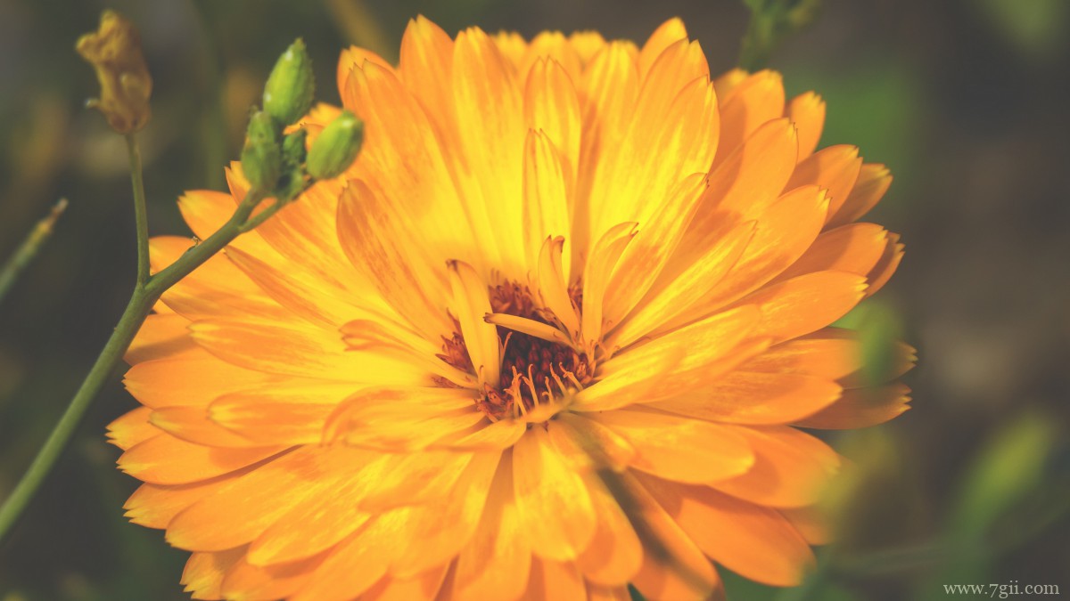 高清橙色金盏花图片