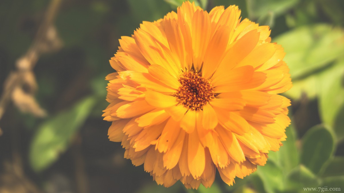 高清橙色金盏花图片