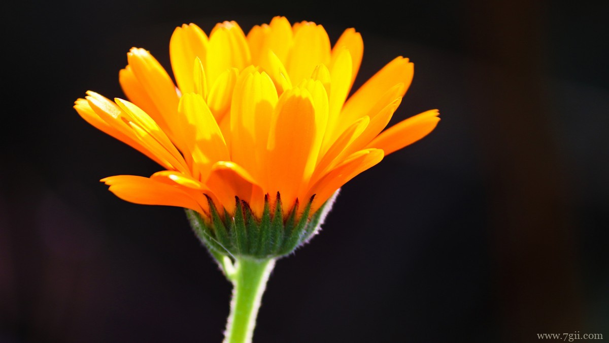 高清橙色金盏花图片