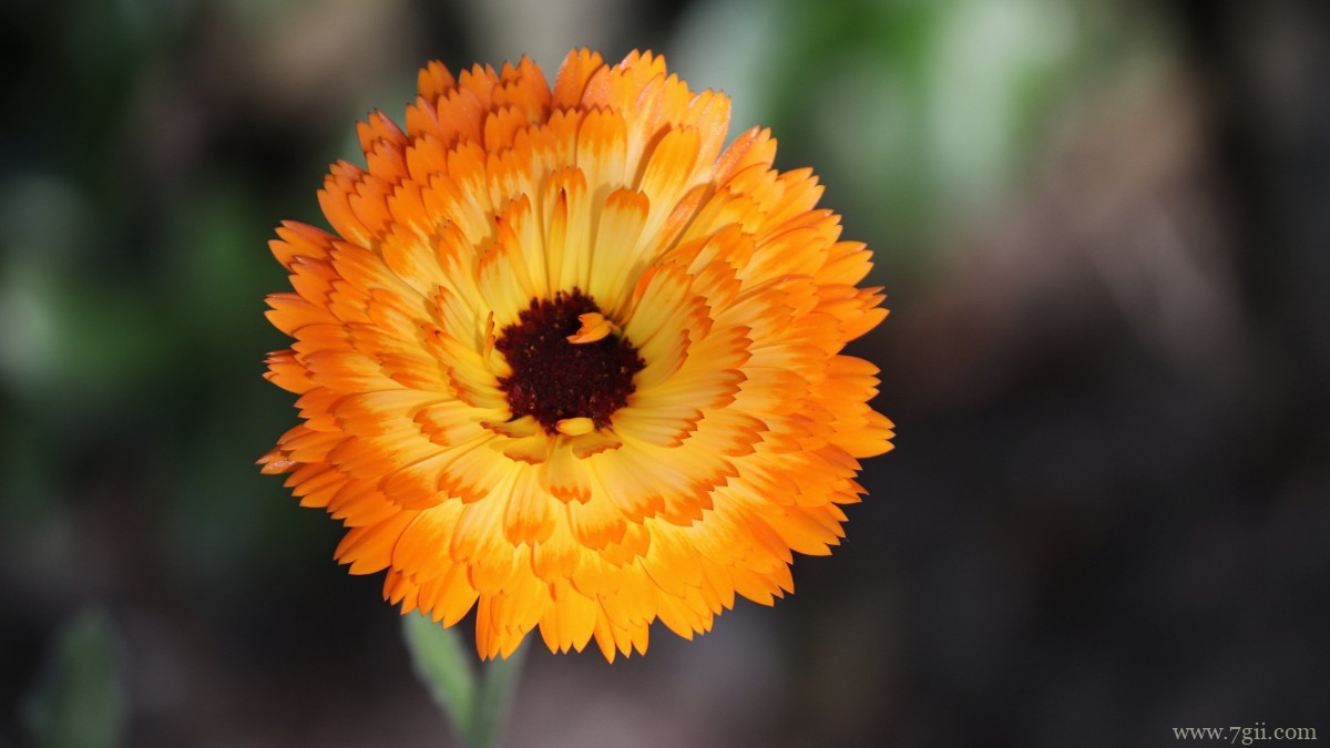 高清橙色金盏花图片