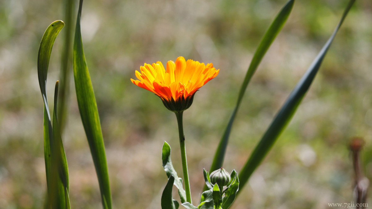 高清橙色金盏花图片