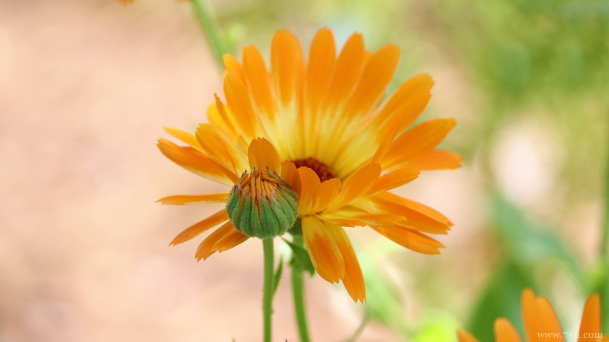 高清橙色金盏花图片