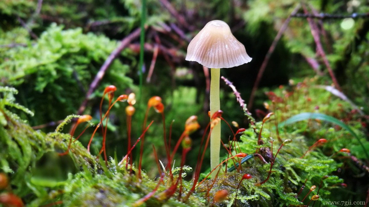 森林里的野生蘑菇图片