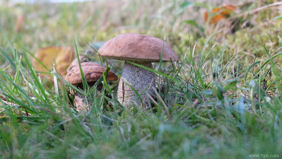 森林里的野生蘑菇图片