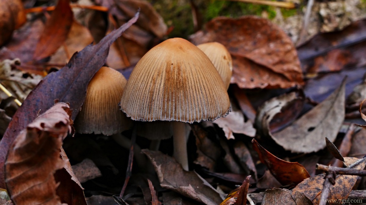 森林里的野生蘑菇图片