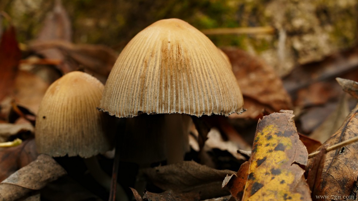 森林里的野生蘑菇图片