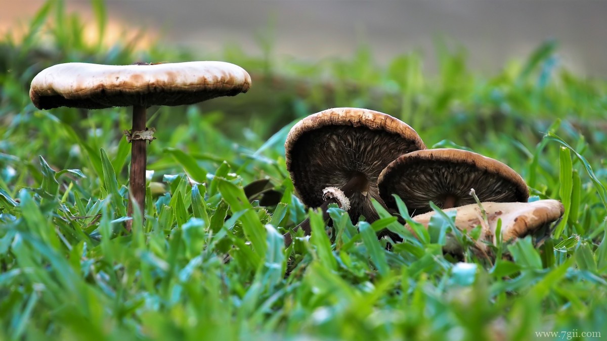 森林里的野生蘑菇图片