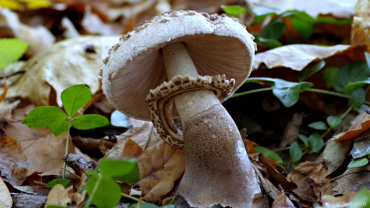 森林里的野生蘑菇图片